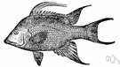 genus Lachnolaimus - a genus of Labridae