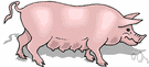shoat - a young pig