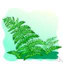 asparagus fern - a fernlike plant native to South Africa