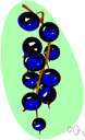black currant - small black berries used in jams and jellies