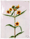 Bidens - bur marigolds