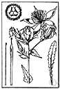 blazing star - biennial of southwestern United States having white stems and toothed leaves that is grown for its large pale yellow flowers that open in early morning