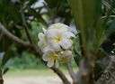 Gossypium thurberi - shrub of southern Arizona and Mexico