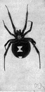 black widow - venomous New World spider