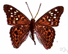 Apatura - large Old World butterflies