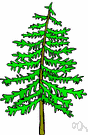 fir - nonresinous wood of a fir tree