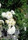 Anaphalis - a genus of herbs of north temperate regions having hoary leaves: pearly everlasting