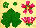 Malvaceae - herbs and shrubs and some trees: mallows
