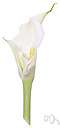 aroid - relating to a plant of the family Araceae