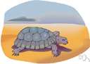 Gopherus - gopher tortoises
