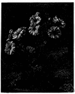 Primula sinensis - cultivated Asiatic primrose