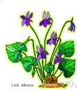 viola - any of the numerous plants of the genus Viola