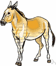 Equus hemionus - Asiatic wild ass