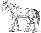 horse - solid-hoofed herbivorous quadruped domesticated since prehistoric times
