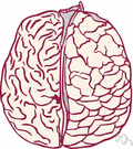 cerebral hemisphere - either half of the cerebrum