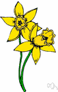 daffodil - any of numerous varieties of Narcissus plants having showy often yellow flowers with a trumpet-shaped central crown