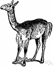 Vicugna - a genus of Camelidae