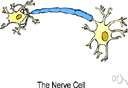 beta-adrenoceptor - receptors postulated to exist on nerve cell membranes of the sympathetic nervous system in order to explain the specificity of certain agents that affect only some sympathetic activities (such as vasodilation and increased heart beat)