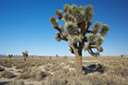 Mohave - a desert area in southern California and western Arizona
