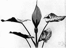 jack-in-the-pulpit - common European arum with lanceolate spathe and short purple spadix