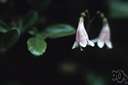 American twinflower - similar to the twinflower of northern Europe and Asia
