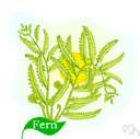 boulder fern - fern of eastern North America with pale green fronds and an aroma like hay