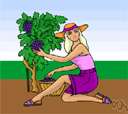 viticulture - the cultivation of grapes and grape vines