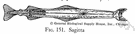 phylum Chaetognatha - arrowworms: a group of small active transparent marine worms