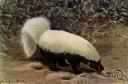 badger skunk - large naked-muzzled skunk with white back and tail