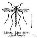 biting midge - minute two-winged insect that sucks the blood of mammals and birds and other insects