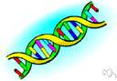 modifier - a gene that modifies the effect produced by another gene