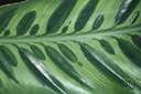 aglaonema - climbing herbs of southeastern Asia having thick fleshy oblong leaves and naked unisexual flowers: Chinese evergreen