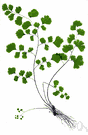 Adiantum capillus-veneris - delicate maidenhair fern with slender shining black leaf stalks