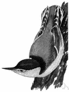 nutcracker - any of various small short-tailed songbirds with strong feet and a sharp beak that feed on small nuts and insects