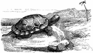 Gopherus agassizii - burrowing tortoise of the arid western United States and northern Mexico