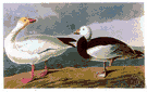 snow goose - blue goose in the white color phase