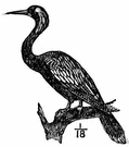 water turkey - blackish New World snakebird of swampy regions