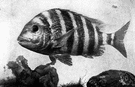 sheepshead - large (up to 20 lbs) food fish of the eastern coast of the United States and Mexico