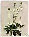 thimbleweed - a common North American anemone with cylindrical fruit clusters resembling thimbles