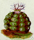 Lophophora williamsii - a small spineless globe-shaped cactus