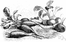 radish - a cruciferous plant of the genus Raphanus having a pungent edible root