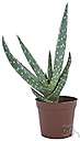 aloe vera - very short-stemmed plant with thick leaves with soothing mucilaginous juice