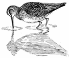 greyback - a dowitcher with a grey back