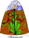 genus Helichrysum - large genus of mostly African and Australian herbs and shrubs: everlasting flowers