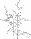 polygonum - diverse genus of herbs or woody subshrubs of north temperate regions