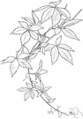 creeper - any plant (as ivy or periwinkle) that grows by creeping
