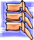 spina bifida - a not uncommon congenital defect in which a vertebra is malformed