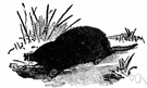 Condylura cristata - amphibious mole of eastern North America having pink fleshy tentacles around the nose