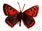 American copper - common copper butterfly of central and eastern North America