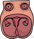 female reproductive system - the reproductive system of females